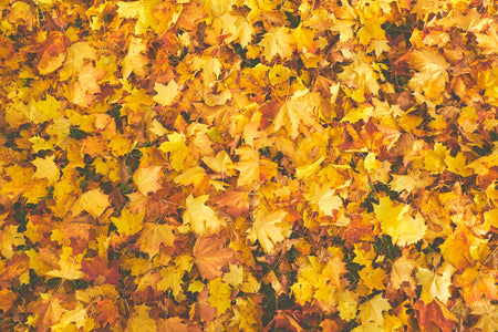 Get Your Home Ready for Autumn